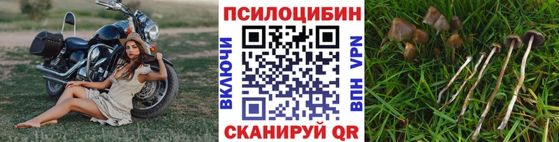 Галлюциногенные грибы Psilocybine cubensis Навашино